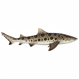 Leopard Shark