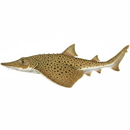 Shovelnose Guitarfish