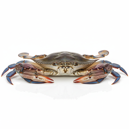 Blue Crab