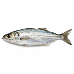 Bunker / Menhaden