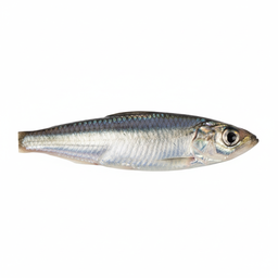 Cigar Minnow
