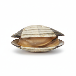 Clam / Surf Clam