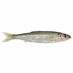 Emerald Shiner