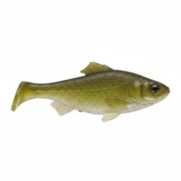 Fathead Minnow