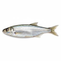 Gizzard Shad