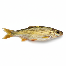 Golden Shiner