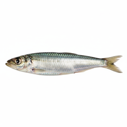 Greenback / Scaled Sardine