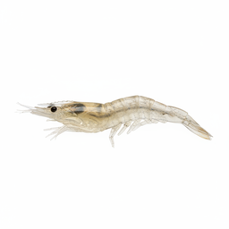 Sand Shrimp / Ghost Shrimp