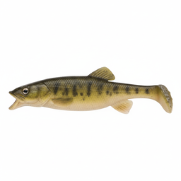 Sucker Minnow