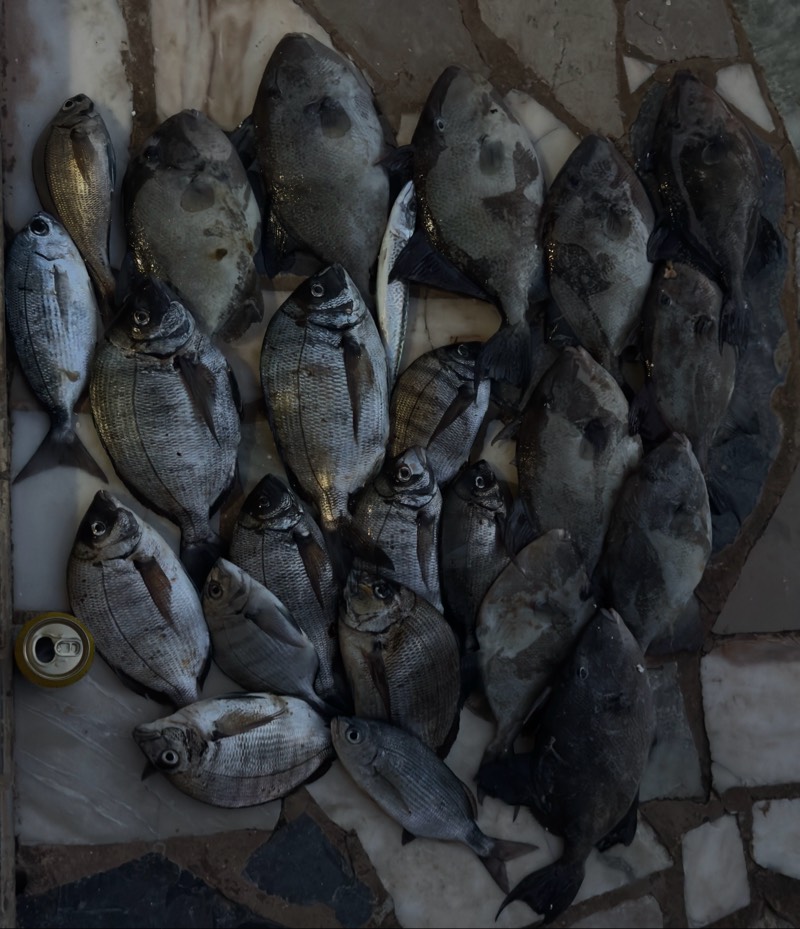 Gilthead seabream