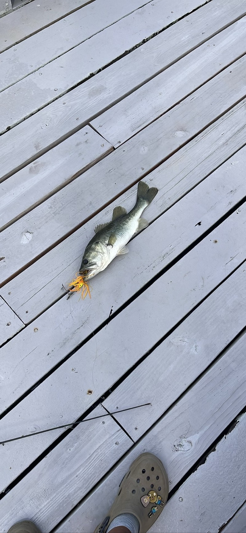 Largemouth Bass