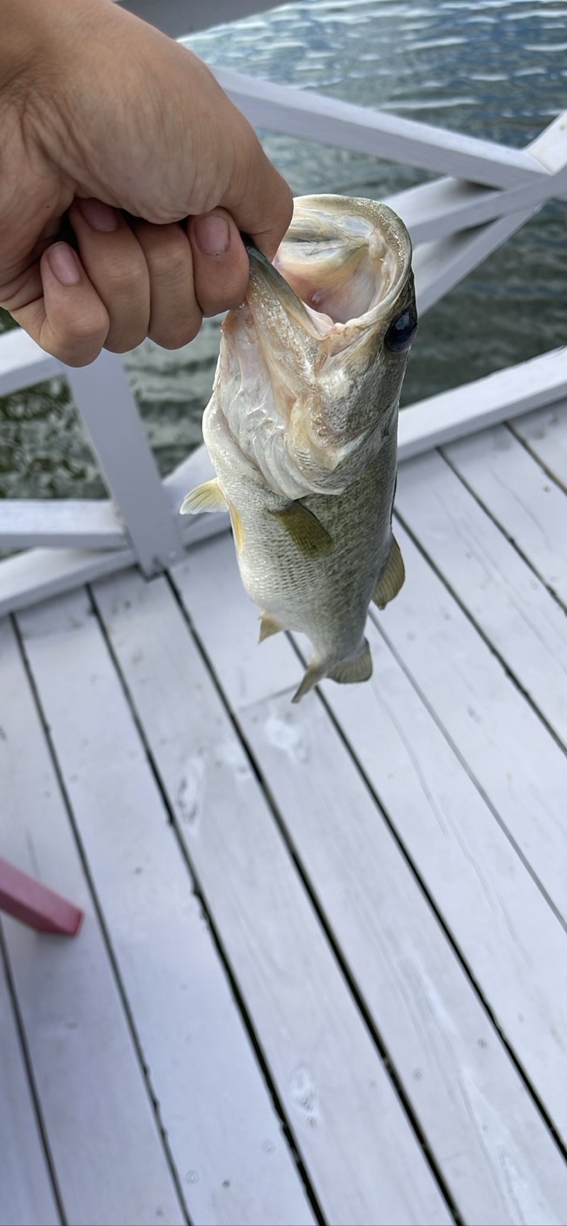 Largemouth Bass