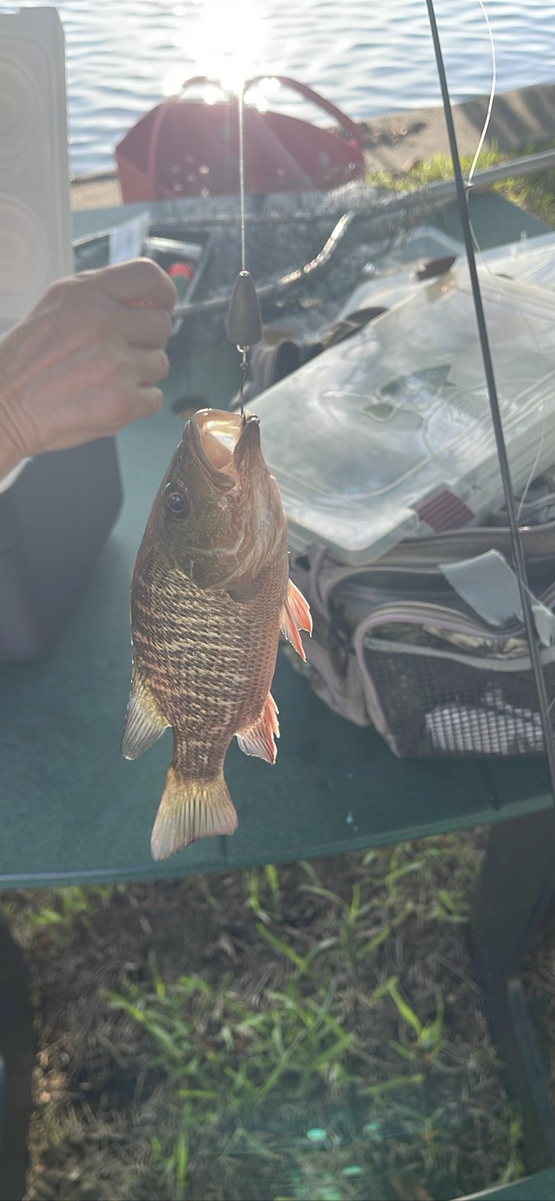 Mangrove Snapper