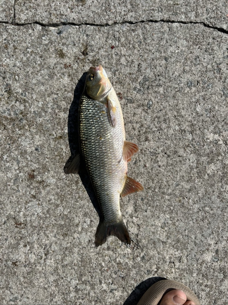 Common Roach