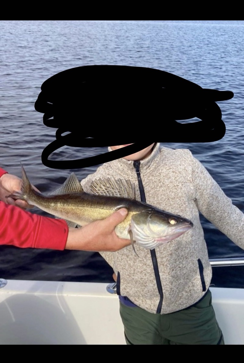 Zander