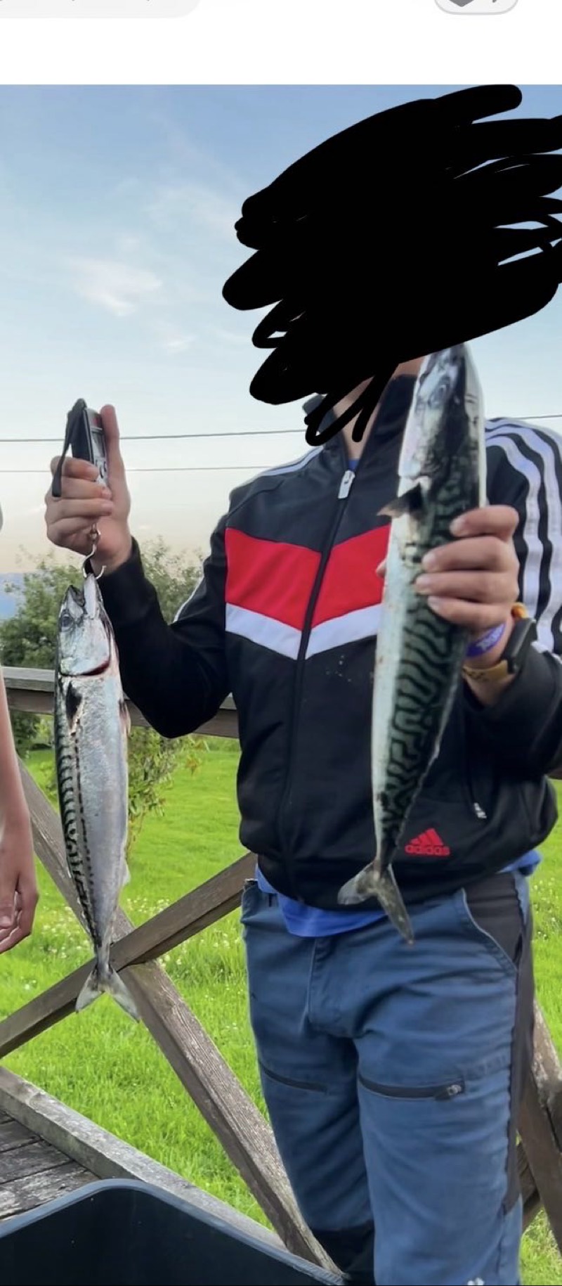 Mackerel