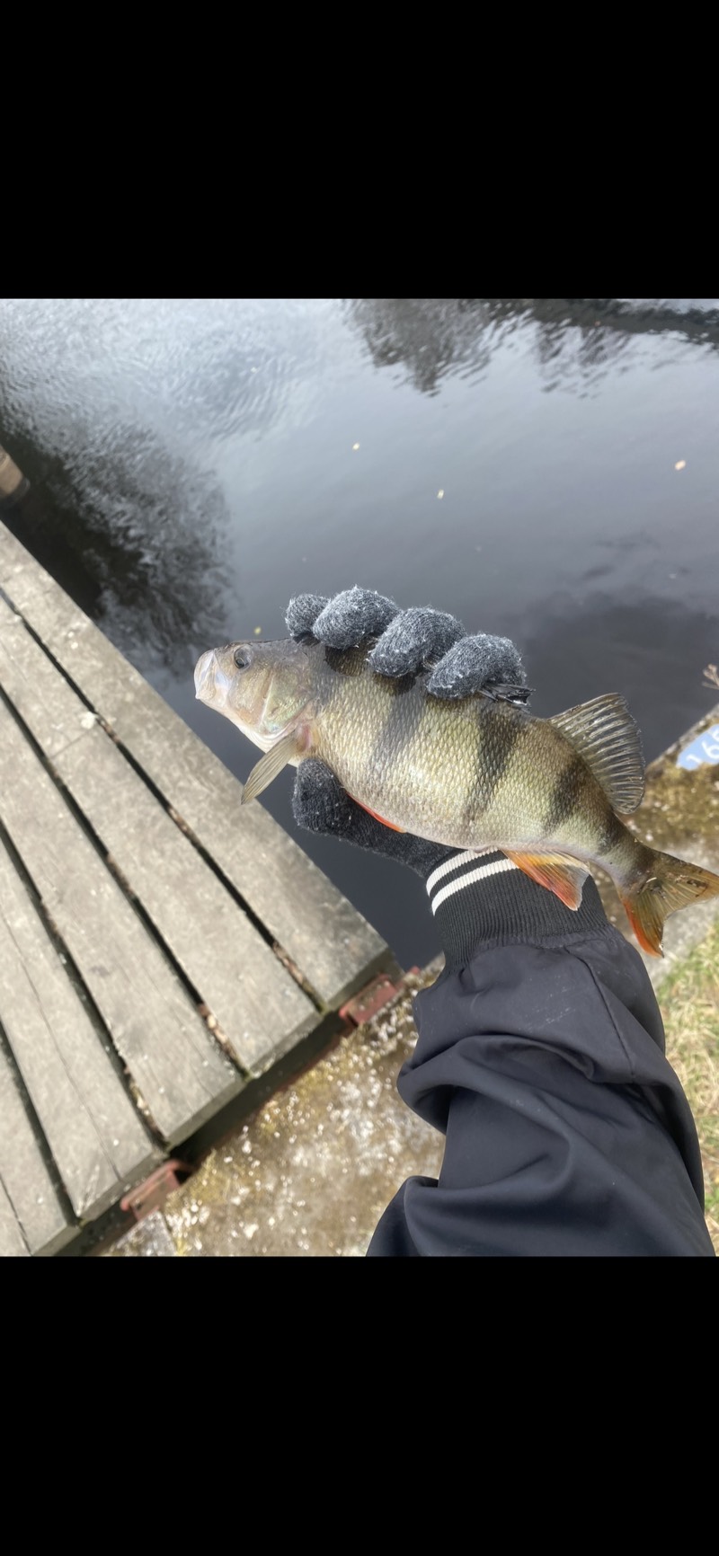 Perch