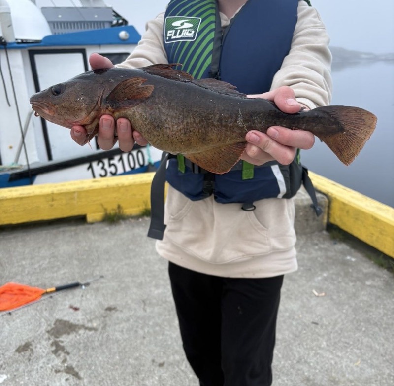 Atlantic Cod