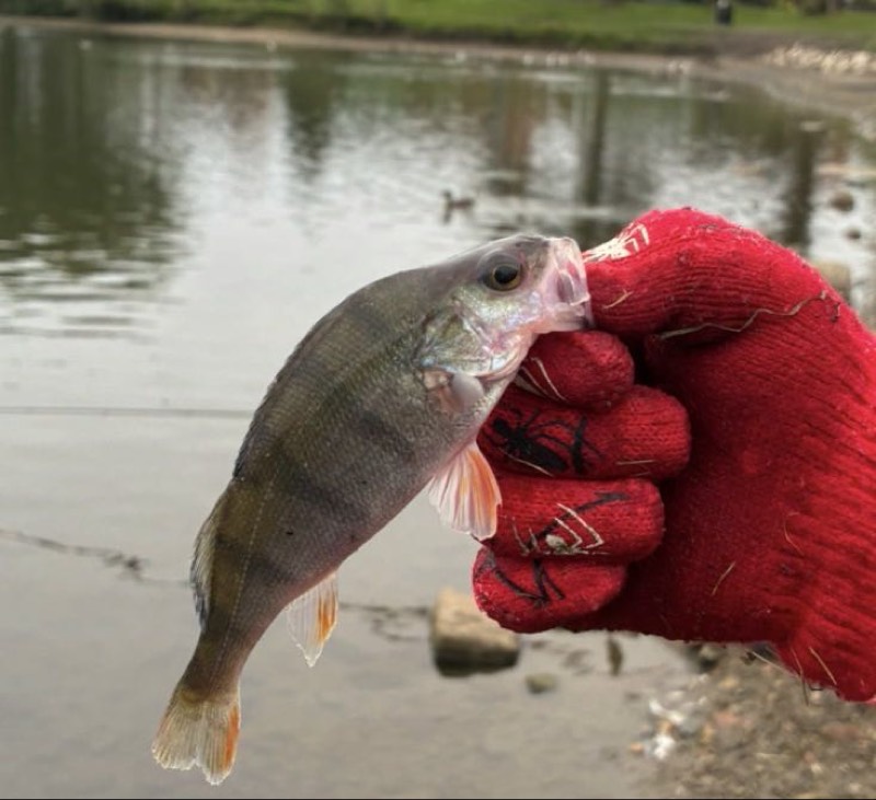 European Perch