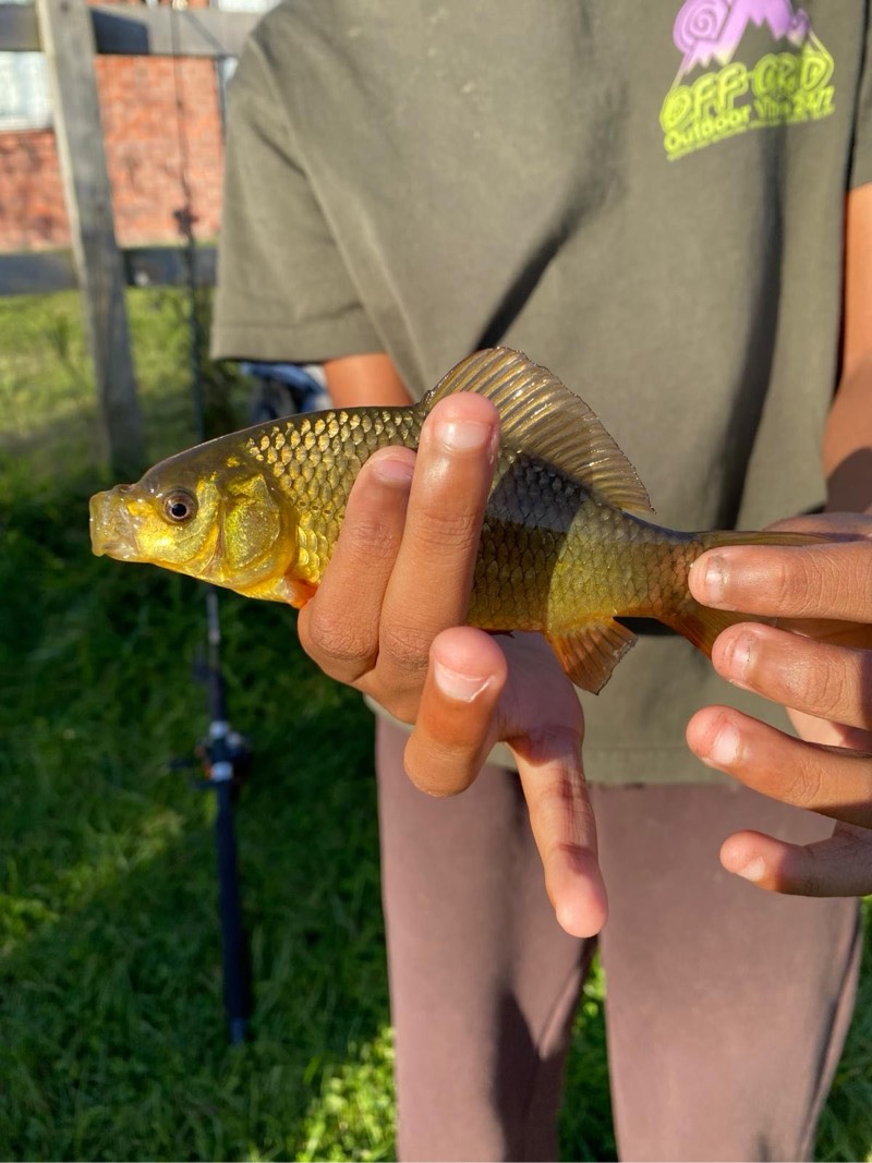 Crucian Carp