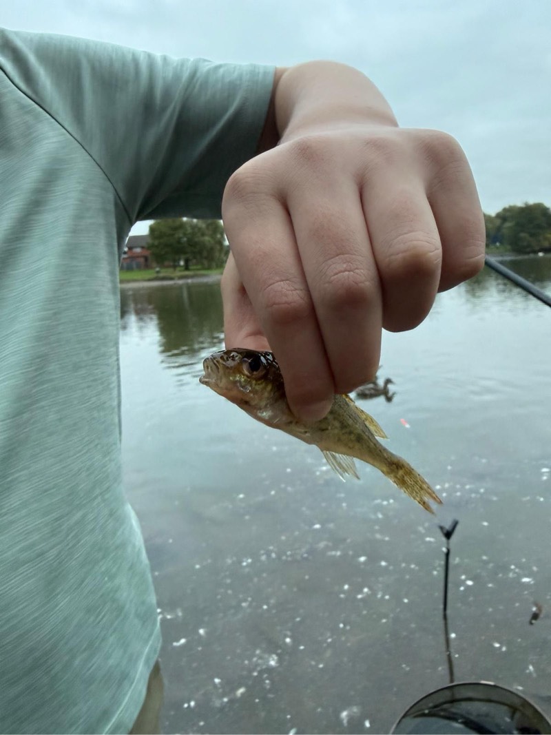 Ruffe