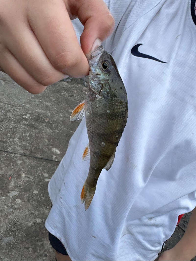 Yellow Perch