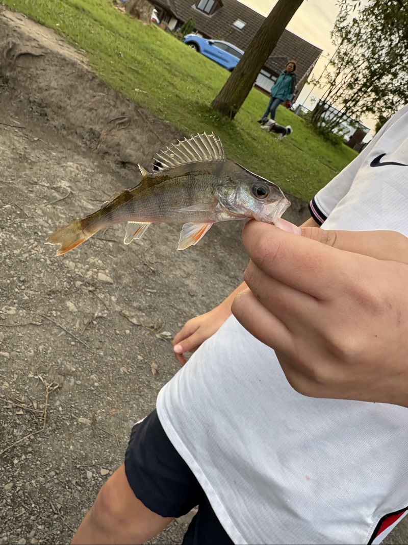 European Perch