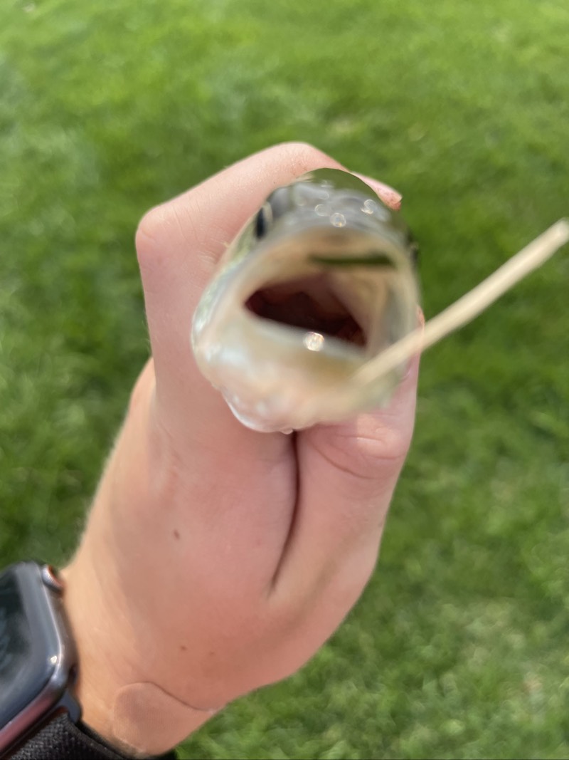 Largemouth Bass