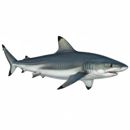 Spinner Shark