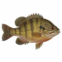 Warmouth