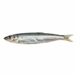 Anchovy