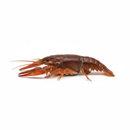 Crawfish