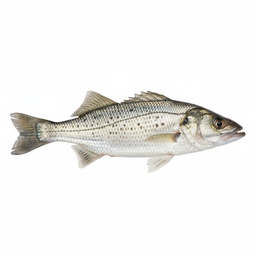 Croaker