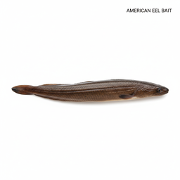 Live Eel