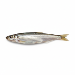 Eulachon / Candlefish