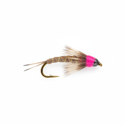 Frenchie Nymph