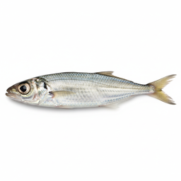Goggle Eye / Bigeye Scad