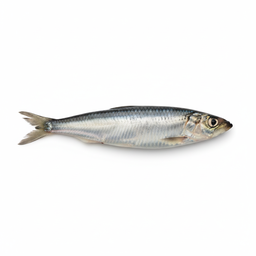 Herring