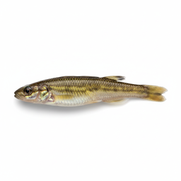 Mud Minnow / Killifish