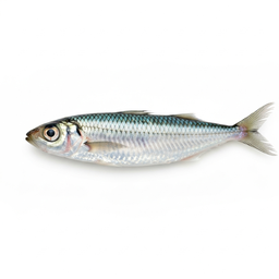 Pilchard / Scaled Sardine