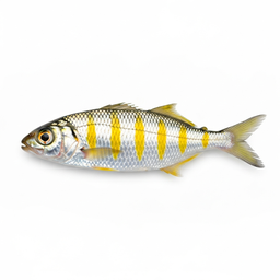 Pinfish