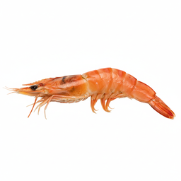 Spot Prawn