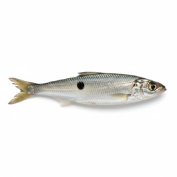 Spot (Baitfish)
