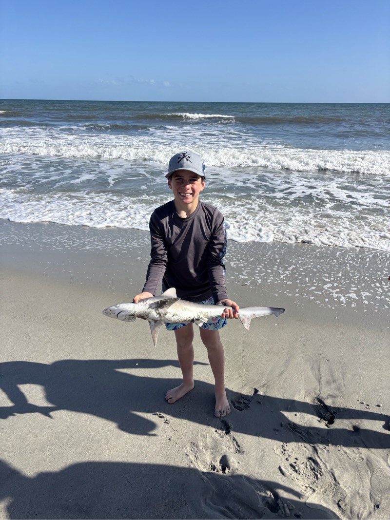 Juvenile bull shark