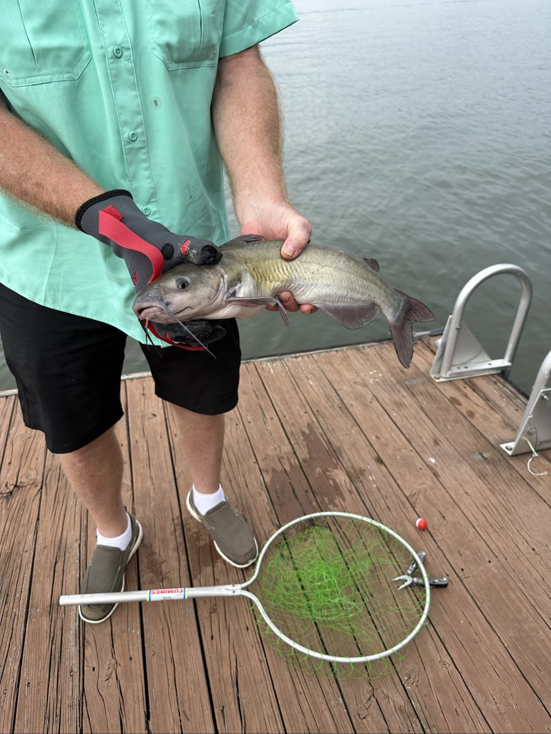 Channel Catfish